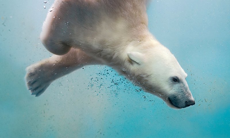 Обои вода, море, полярный медведь, медведь, пузырьки, белый медведь, water, sea, polar bear, bear, bubbles разрешение 1920x1200 Загрузить