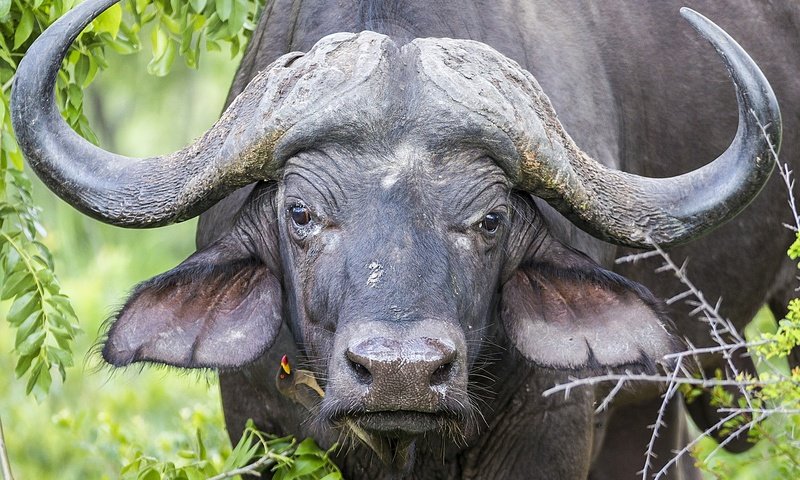Обои глаза, морда, природа, взгляд, рога, буйвол, eyes, face, nature, look, horns, buffalo разрешение 2048x1463 Загрузить