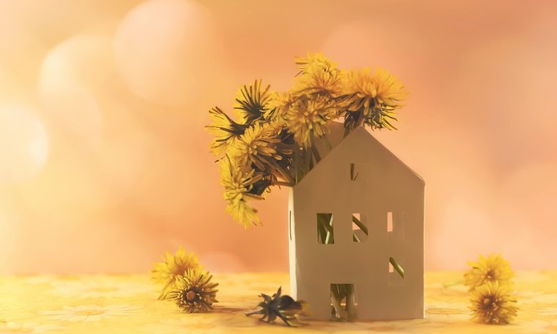 Обои цветы, фон, домик, одуванчики, желтые, flowers, background, house, dandelions, yellow разрешение 2048x1365 Загрузить