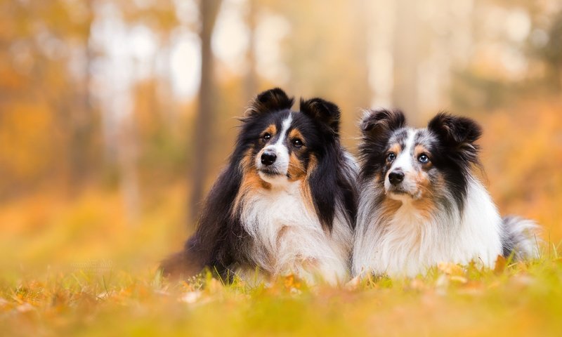 Обои фон, парочка, собаки, боке, шелти, шетландская овчарка, background, a couple, dogs, bokeh, sheltie, shetland sheepdog разрешение 5472x3648 Загрузить