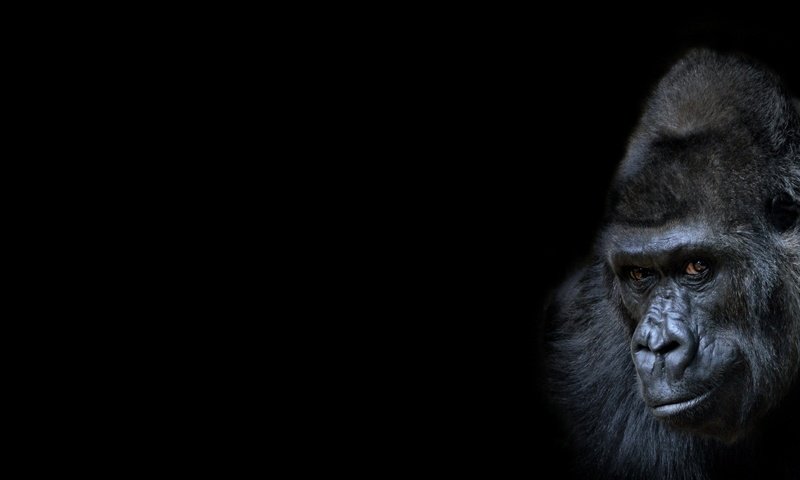 Обои фон, взгляд, черный фон, обезьяна, горилла, background, look, black background, monkey, gorilla разрешение 1945x1080 Загрузить