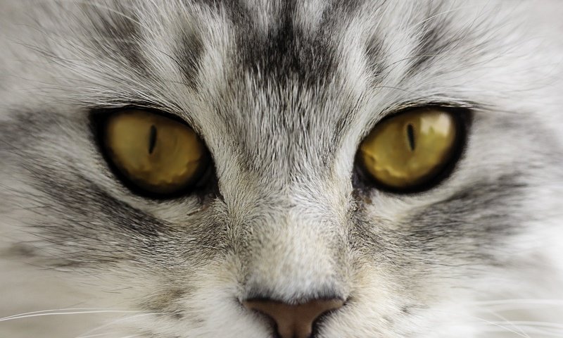 Обои глаза, морда, кот, усы, кошка, взгляд, нос, eyes, face, cat, mustache, look, nose разрешение 2048x1366 Загрузить