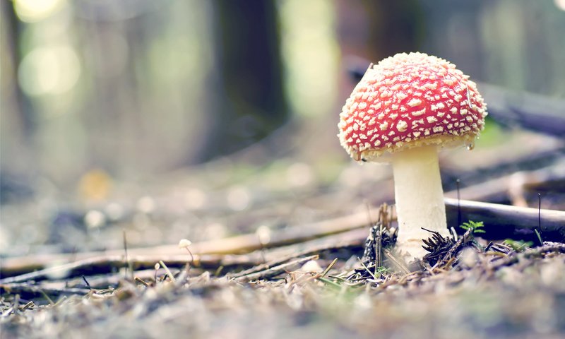 Обои природа, лес, макро, гриб, мухомор, боке, nature, forest, macro, mushroom, bokeh разрешение 2560x1600 Загрузить