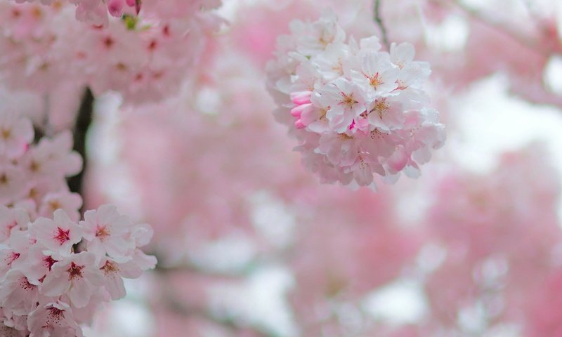 Обои цветение, сад, размытость, весна, вишня, соцветие, flowering, garden, blur, spring, cherry, inflorescence разрешение 2700x1586 Загрузить