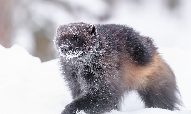 Обои снег, зима, животное, росомаха, snow, winter, animal, wolverine разрешение 5156x3200 Загрузить