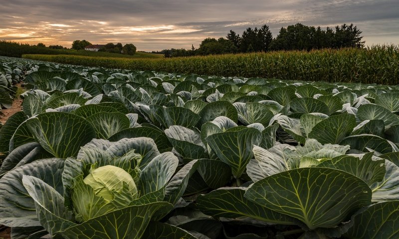 Обои небо, облака, деревья, вечер, поле, капуста, the sky, clouds, trees, the evening, field, cabbage разрешение 2048x1152 Загрузить