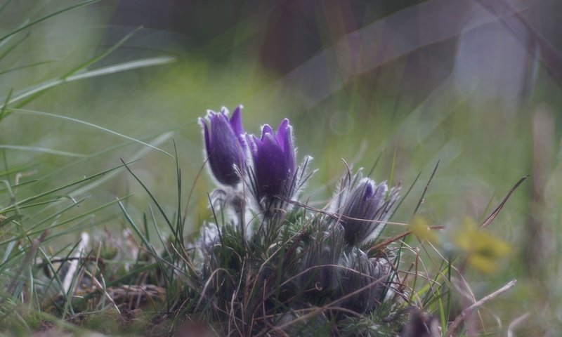 Обои цветы, трава, весна, анемон, сон-трава, прострел, flowers, grass, spring, anemone, sleep-grass, cross разрешение 2048x1363 Загрузить