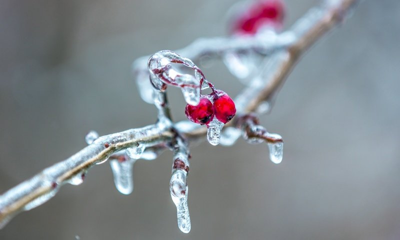 Обои ветка, природа, фон, лёд, ягоды, сосулька, рябина, ветки.ягоды, branch, nature, background, ice, berries, icicle, rowan, branch.berries разрешение 2560x1600 Загрузить