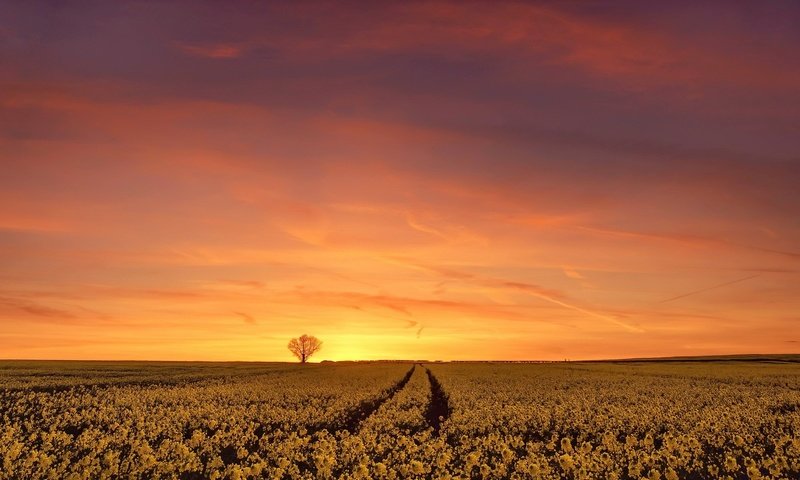 Обои небо, цветы, дерево, закат, поле, горизонт, рапс, the sky, flowers, tree, sunset, field, horizon, rape разрешение 2048x1284 Загрузить