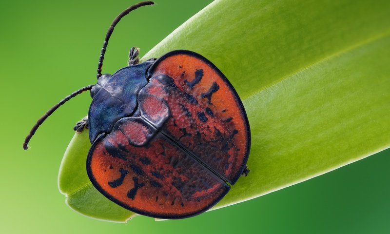 Обои жук, макро, насекомое, листоед, beetle, macro, insect, the leaf beetle разрешение 2048x1365 Загрузить