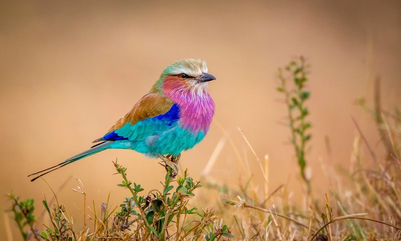 Обои природа, фон, разноцветная, птица, птичка, сизоворонка, сиреневогрудая, flying rainbow, nature, background, colorful, bird, roller, sirenevaya разрешение 2500x1549 Загрузить