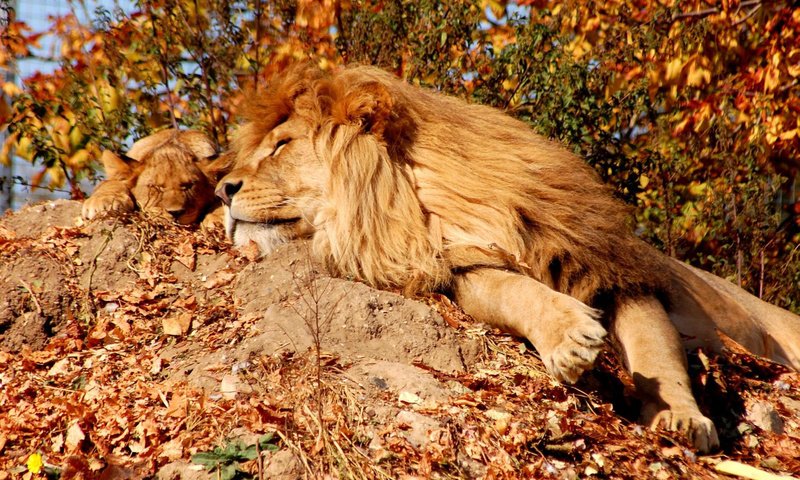 Обои листья, львёнок, осень, сон, спокойствие, отдых, львы, лев, грива, leaves, lion, autumn, sleep, calm, stay, lions, leo, mane разрешение 1920x1200 Загрузить