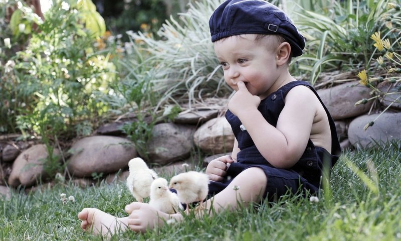 Обои трава, природа, камни, ребенок, мальчик, кепка, птенцы, цыплята, grass, nature, stones, child, boy, cap, chicks, chickens разрешение 2048x1365 Загрузить