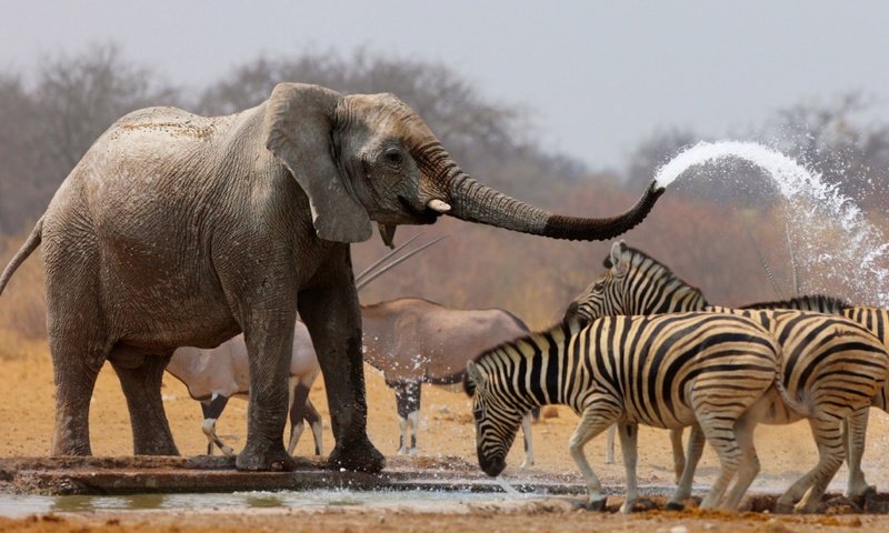 Обои вода, слон, хобот, зебры, антилопы, water, elephant, trunk, zebra, antelope разрешение 1920x1080 Загрузить