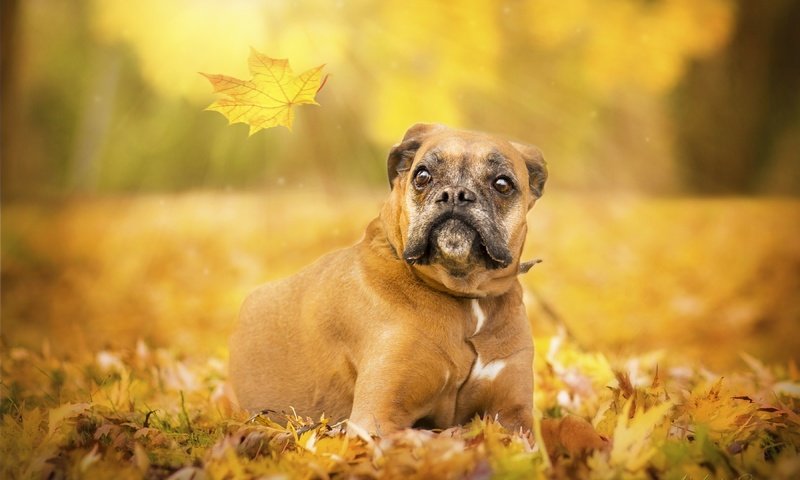 Обои глаза, взгляд, осень, собака, лист, боксер, eyes, look, autumn, dog, sheet, boxer разрешение 3600x2400 Загрузить