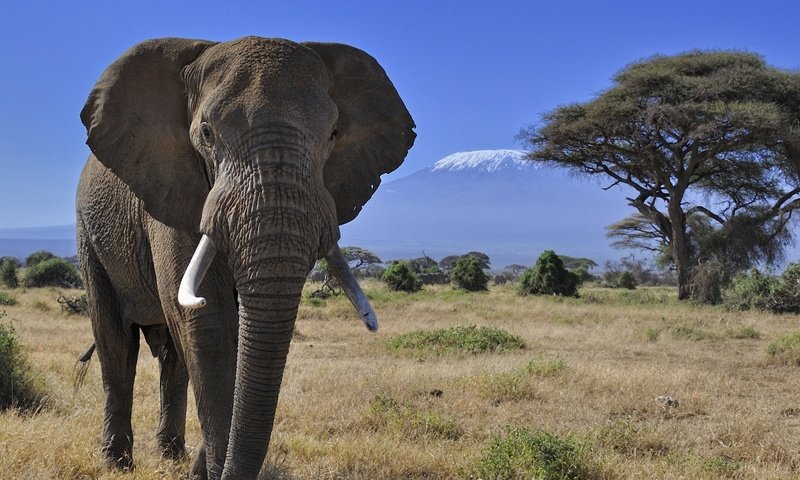 Обои природа, дерево, гора, слон, африка, бивни, nature, tree, mountain, elephant, africa, tusks разрешение 2800x1440 Загрузить