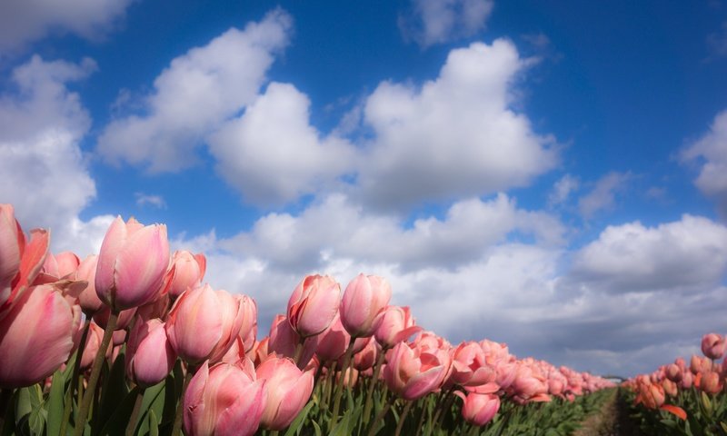 Обои небо, цветы, облака, природа, весна, тюльпаны, the sky, flowers, clouds, nature, spring, tulips разрешение 2048x1218 Загрузить
