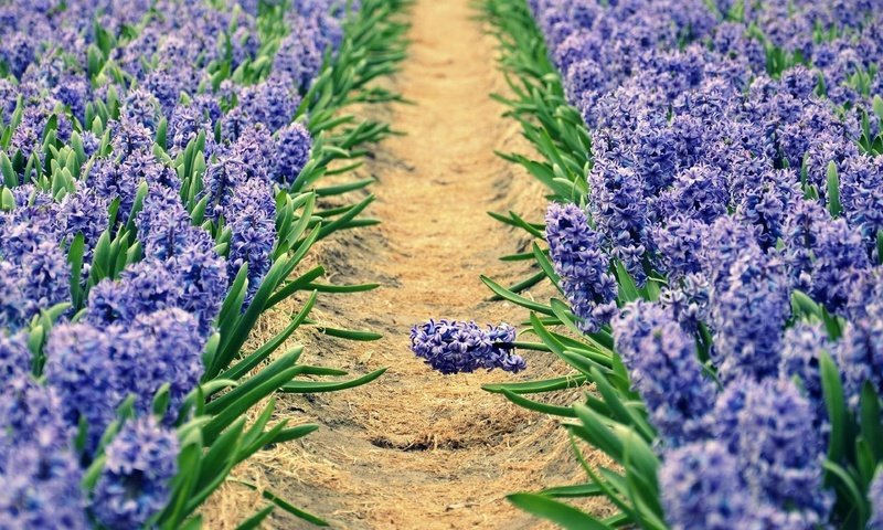 Обои цветы, дорожка, весна, клумба, гиацинт, гиацинты, flowers, track, spring, flowerbed, hyacinth, hyacinths разрешение 3840x2400 Загрузить