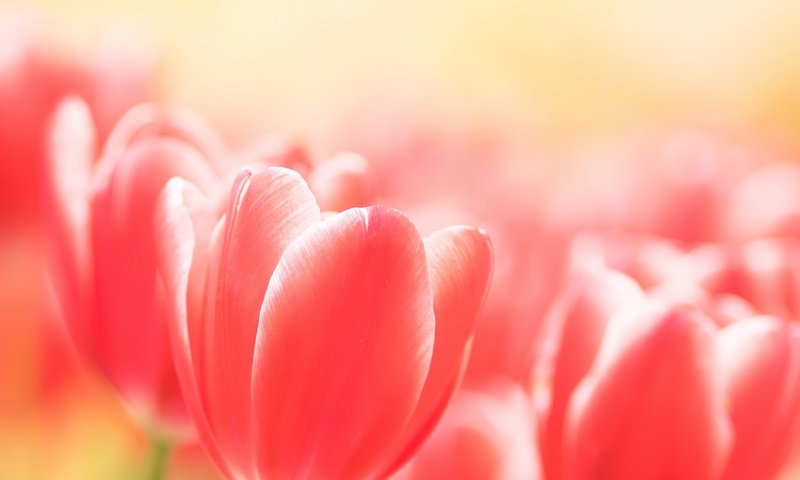 Обои цветы, бутоны, весна, тюльпаны, flowers, buds, spring, tulips разрешение 2048x1362 Загрузить