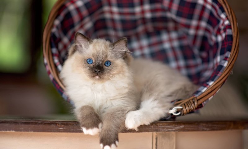 Обои кошка, котенок, корзина, животное, рэгдолл, cat, kitty, basket, animal, ragdoll разрешение 2048x1367 Загрузить