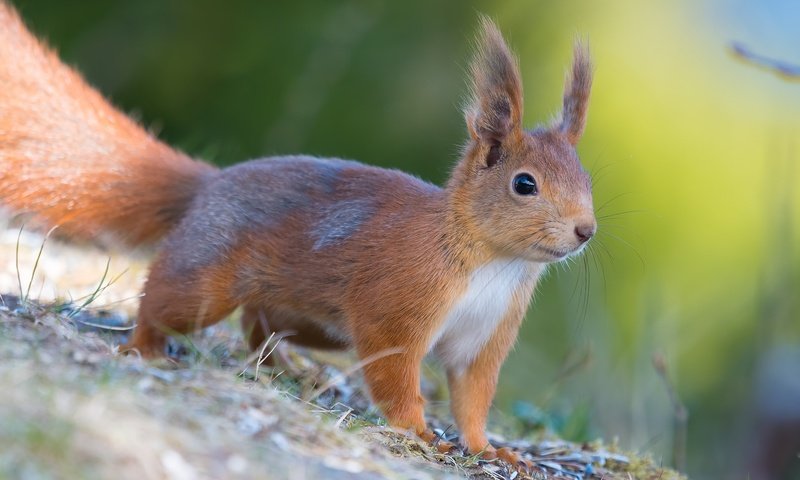 Обои мордочка, шерсть, белка, хвост, белочка, грызун, muzzle, wool, protein, tail, squirrel, rodent разрешение 2048x1152 Загрузить