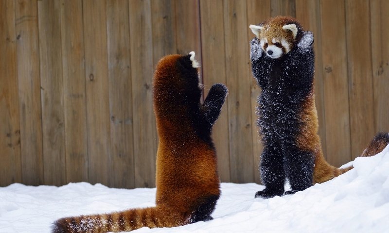 Обои снег, животные, красная панда, панды, малая панда, snow, animals, red panda, panda разрешение 2048x1365 Загрузить