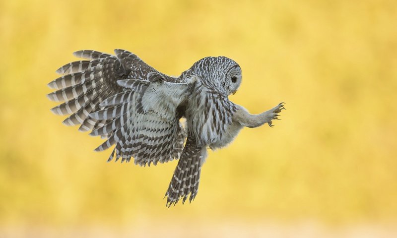 Обои сова, фон, полет, крылья, птица, неясыть, хищная птица, owl, background, flight, wings, bird, bird of prey разрешение 2048x1363 Загрузить