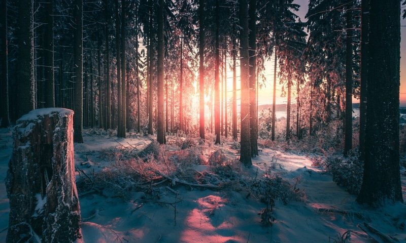 Обои свет, деревья, снег, природа, лес, зима, стволы, light, trees, snow, nature, forest, winter, trunks разрешение 1920x1200 Загрузить