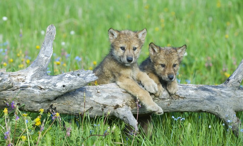 Обои цветы, трава, волки, бревно, детеныши, волчата, flowers, grass, wolves, log, cubs, the cubs разрешение 3840x2400 Загрузить