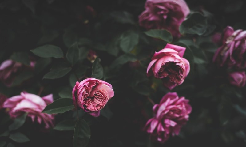Обои цветы, бутоны, розовый, куст, пионы, flowers, buds, pink, bush, peonies разрешение 4928x3280 Загрузить