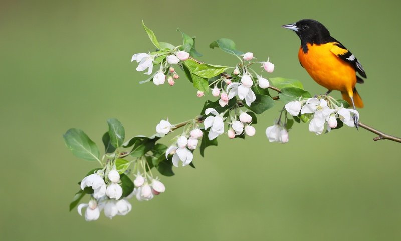 Обои цветы, птица, весна, иволга, балтиморский цветной трупиал, simon théberge, flowers, bird, spring, oriole, baltimore colored troupial разрешение 2048x1365 Загрузить