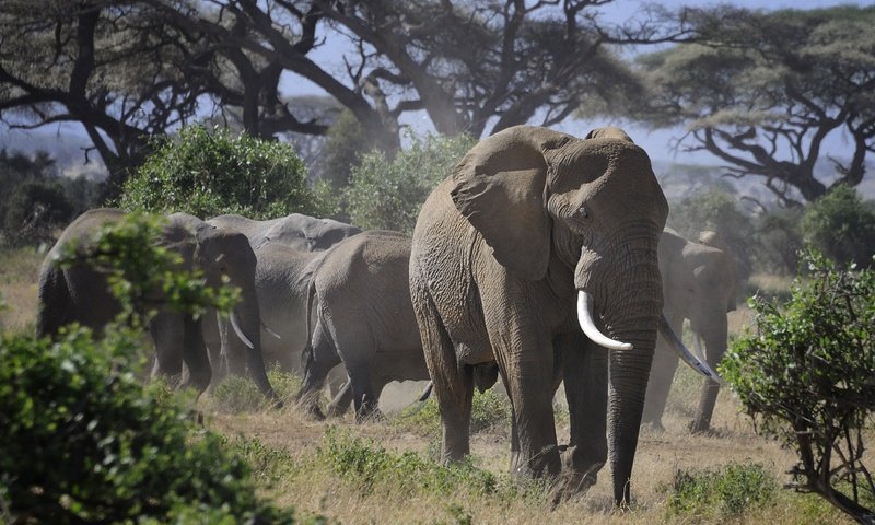Обои природа, слон, африка, слоны, стадо, бивни, nature, elephant, africa, elephants, the herd, tusks разрешение 2580x1600 Загрузить