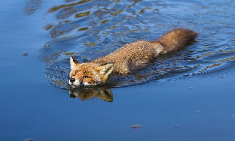 Обои вода, лиса, лисица, angela louwe, water, fox разрешение 1920x1200 Загрузить