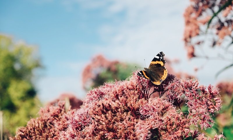 Обои цветы, макро, насекомое, бабочка, крылья, flowers, macro, insect, butterfly, wings разрешение 3264x2176 Загрузить