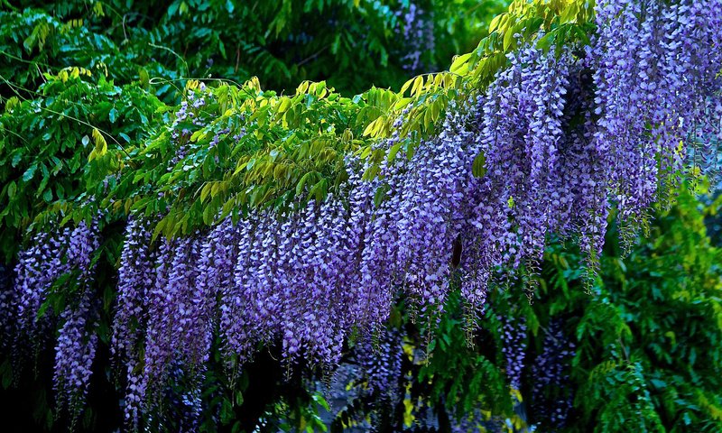 Обои цветы, листья, соцветия, глициния, вистерия, flowers, leaves, inflorescence, wisteria разрешение 1920x1080 Загрузить