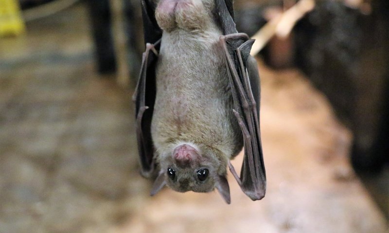 Обои животное, летучая мышь, рукокрылые, ночница, animal, bat, bats разрешение 1920x1200 Загрузить