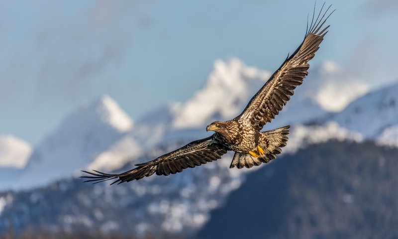 Обои полет, крылья, птица, клюв, перья, беркут, хищная птица, flight, wings, bird, beak, feathers, eagle, bird of prey разрешение 5184x3456 Загрузить