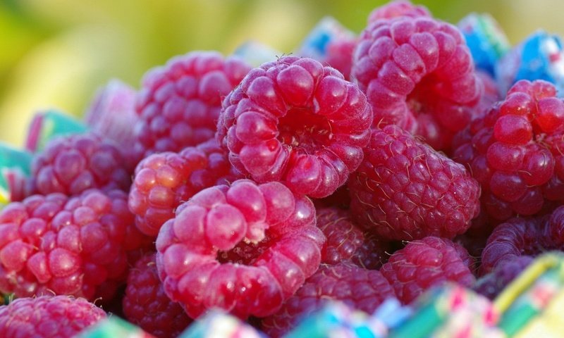 Обои малина, ягода, ягоды, крупным планом, raspberry, berry, berries, closeup разрешение 1920x1080 Загрузить