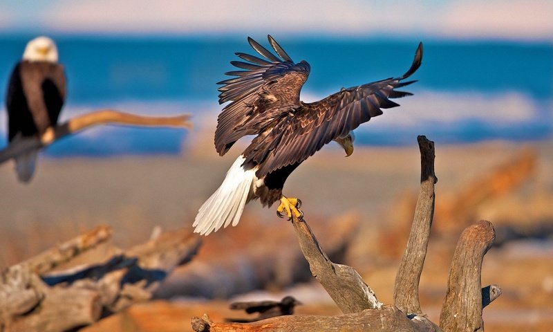 Обои ветки, крылья, птицы, белоголовый орлан, орлы, хищная птица, branches, wings, birds, bald eagle, the eagles, bird of prey разрешение 1920x1200 Загрузить