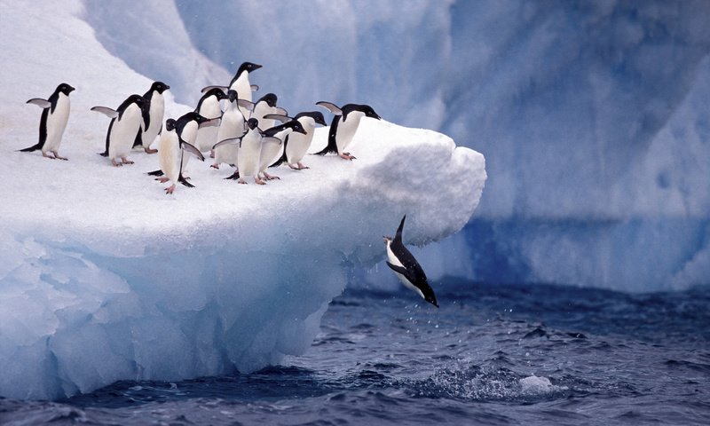 Обои снег, пингвины, животные, льдина, лёд, прыжок, птицы, пингвин, антарктида, дикая природа, snow, penguins, animals, floe, ice, jump, birds, penguin, antarctica, wildlife разрешение 2880x1800 Загрузить