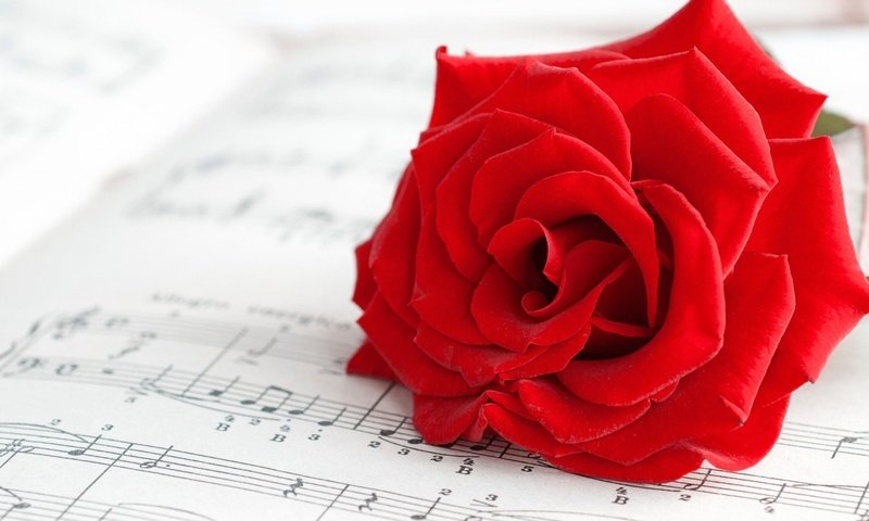 Обои цветок, ноты, роза, лепестки, алая роза, flower, notes, rose, petals, scarlet rose разрешение 1920x1080 Загрузить