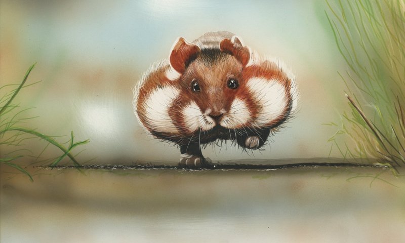 Обои рисунок, хомяк, грызун, щёки, figure, hamster, rodent, cheeks разрешение 3494x2526 Загрузить