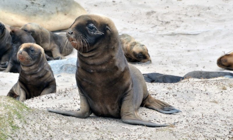 Обои тюлень, дикая природа, морской котик, ласты, seal, wildlife, navy seal, fins разрешение 1920x1080 Загрузить