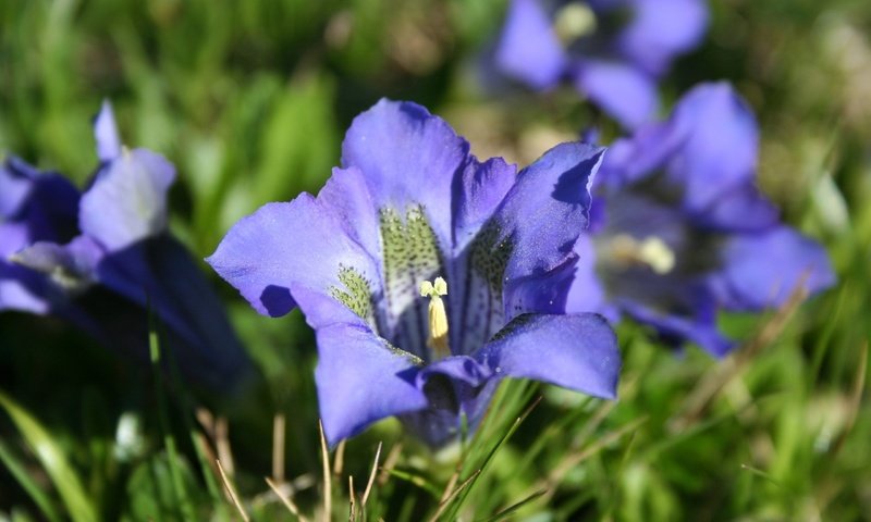 Обои цветы, трава, природа, лепестки, синие, горечавка, flowers, grass, nature, petals, blue разрешение 2560x1600 Загрузить
