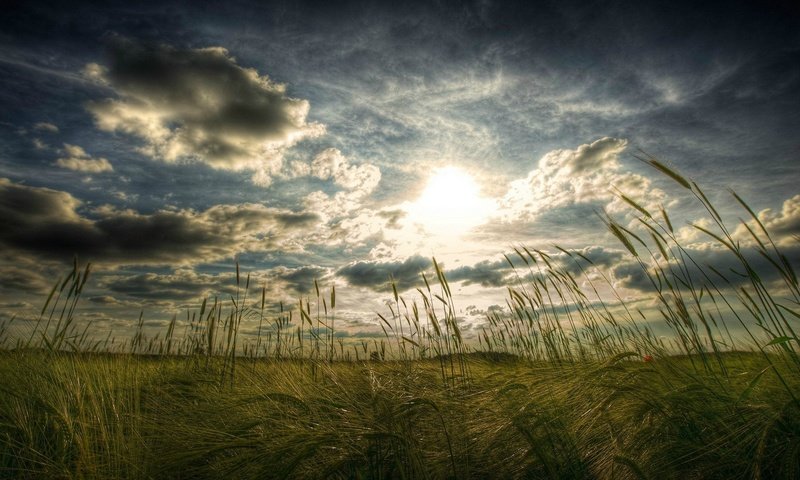 Обои небо, трава, облака, солнце, поле, колоски, the sky, grass, clouds, the sun, field, spikelets разрешение 1920x1080 Загрузить