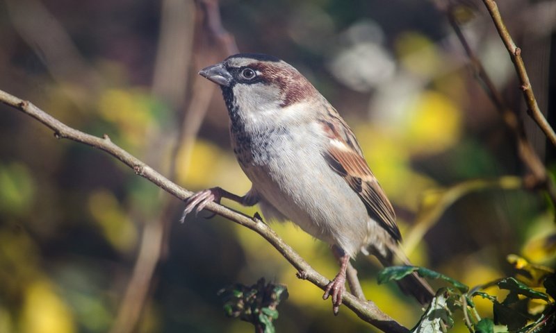 Обои ветка, птица, клюв, воробей, перья, животное, branch, bird, beak, sparrow, feathers, animal разрешение 2880x1755 Загрузить