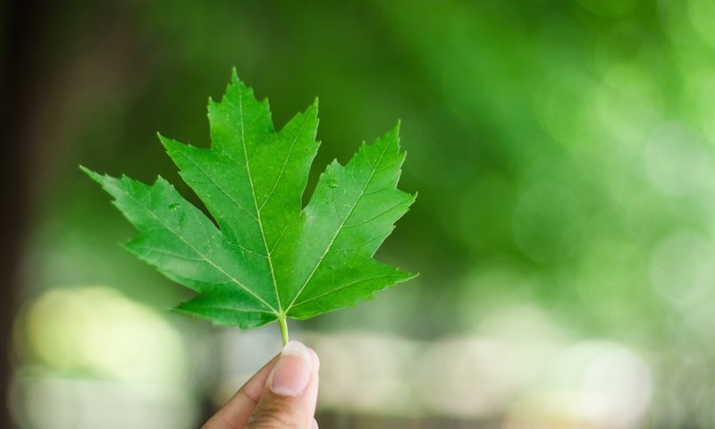 Обои рука, зелёный, лето, лист, размытость, пальцы, кленовый лист, hand, green, summer, sheet, blur, fingers, maple leaf разрешение 5184x3456 Загрузить