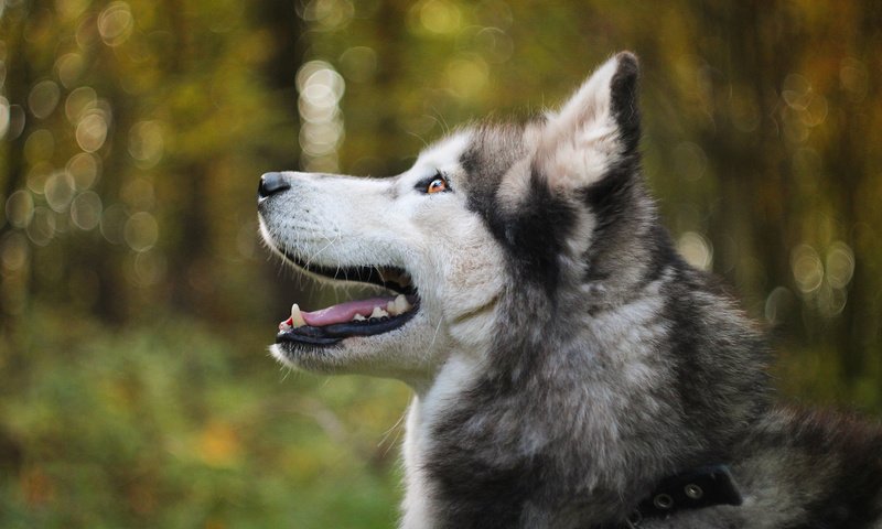 Обои мордочка, собака, профиль, хаски, боке, аляскинский маламут, muzzle, dog, profile, husky, bokeh, alaskan malamute разрешение 1920x1200 Загрузить