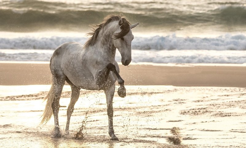 Обои лошадь, море, песок, пляж, конь, грива, копыта, конь . жеребец, horse, sea, sand, beach, mane, hooves, horse . stallion разрешение 1920x1333 Загрузить