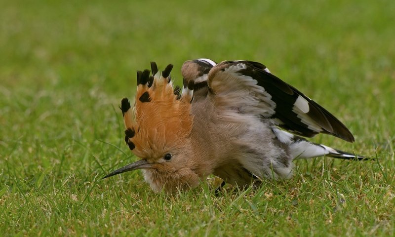 Обои трава, птица, клюв, перья, удод, grass, bird, beak, feathers, hoopoe разрешение 2048x1316 Загрузить